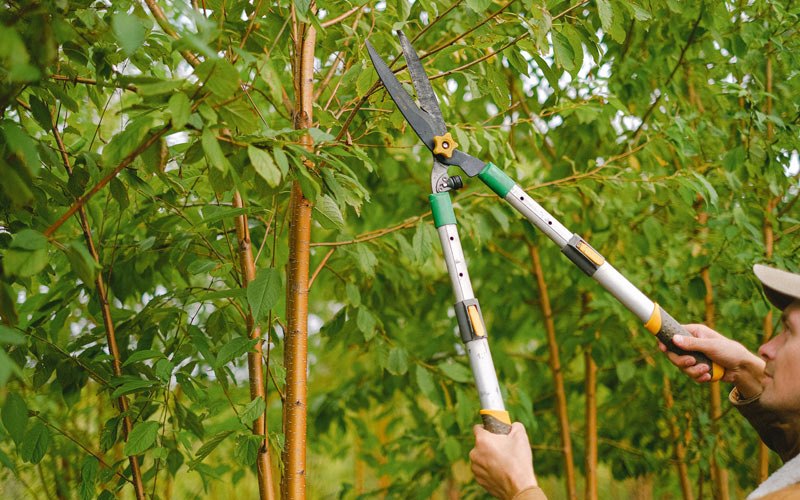 Tree trimming in Hinckley, IL