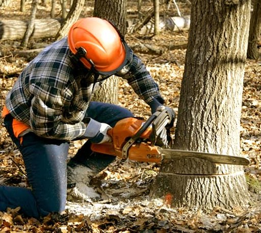 Tree Removal in Hinckley, IL